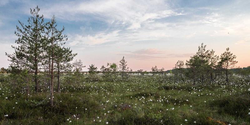 游戏订阅制大混战:XGP、PS Plus与任天堂Switch Online,谁才是玩家的“9J玩”最优解?